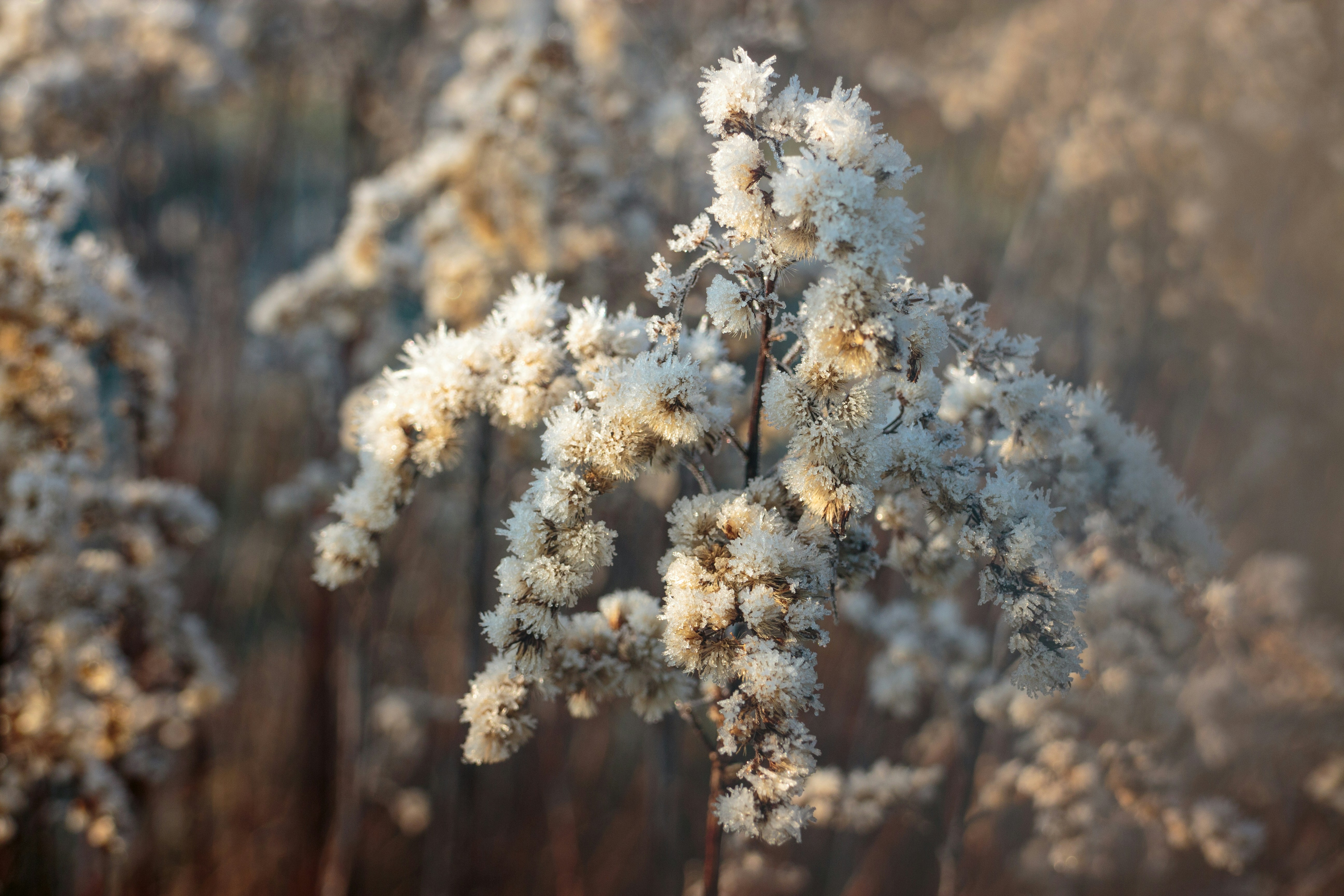 Frost Flowers: Surviving on the Edge (image credits: unsplash)