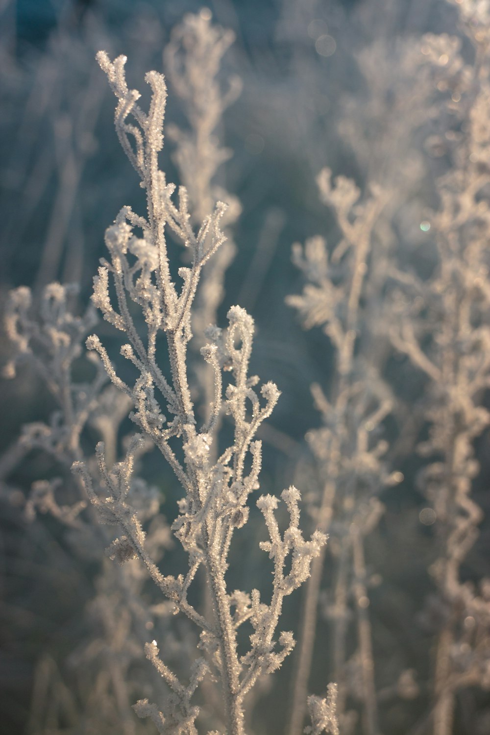 a close up of a plant with frost on it