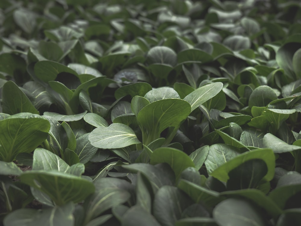 a field full of green plants with lots of leaves