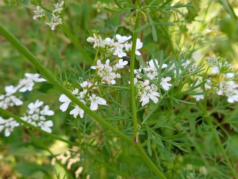 a close up of some white flowers in a field