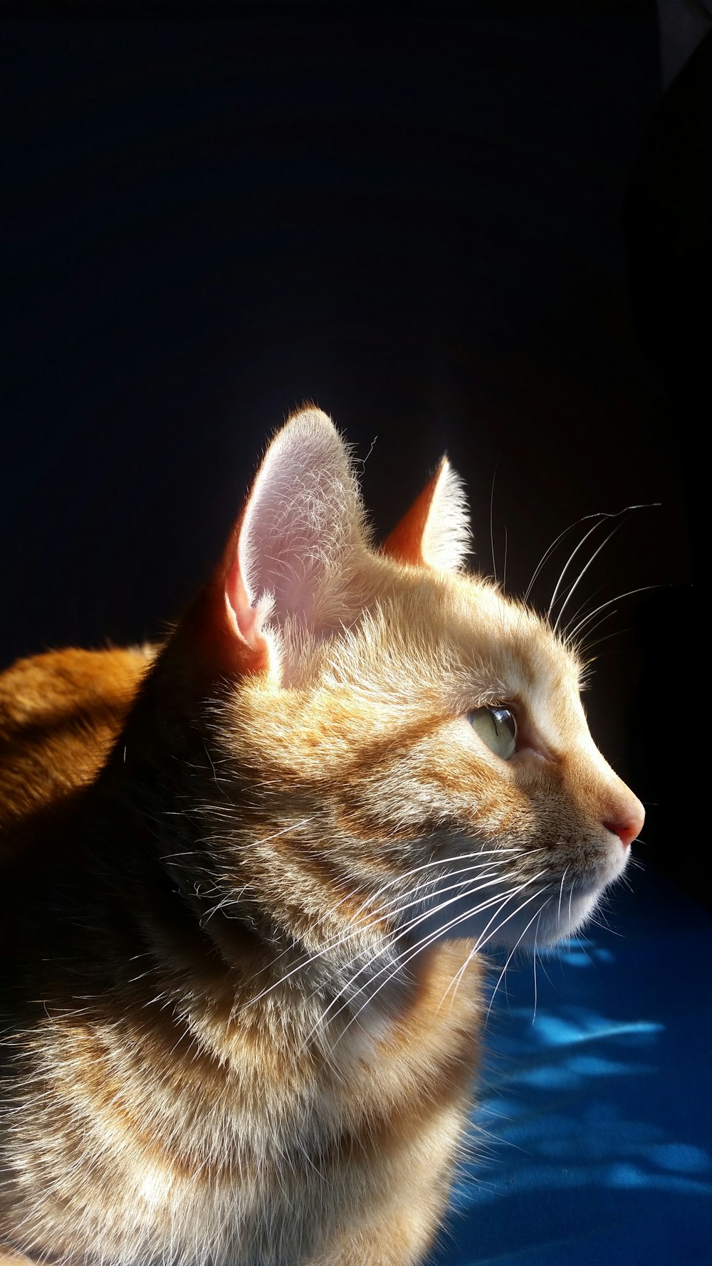 a close up of a cat on a blue surface