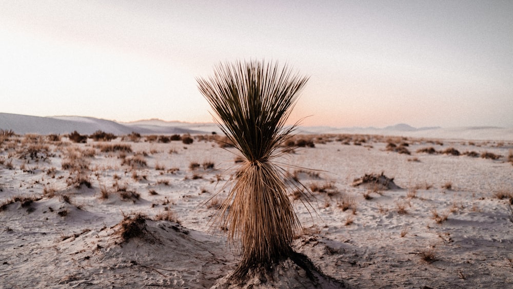 a lone plant in the middle of a desert