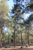 Guests sitting peacefully on wooden benches overlooking a serene forest clearing.