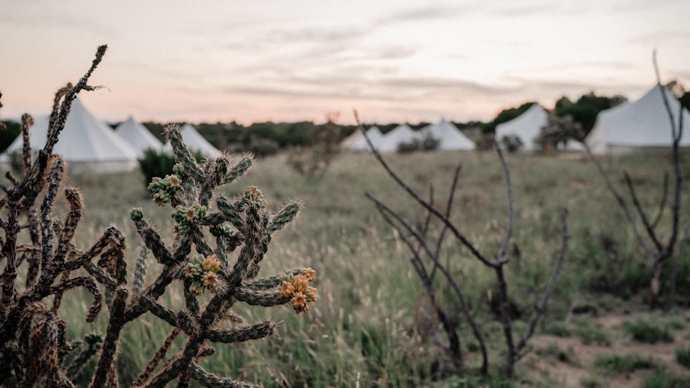 a cactus in a field with tents in the background