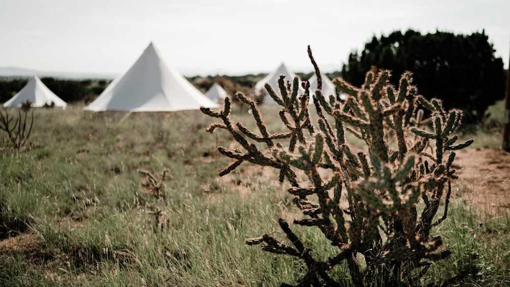 a cactus in a field with a teepee in the background