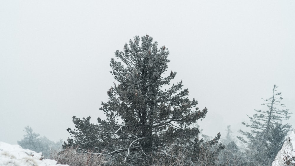 a lone pine tree in a snow storm
