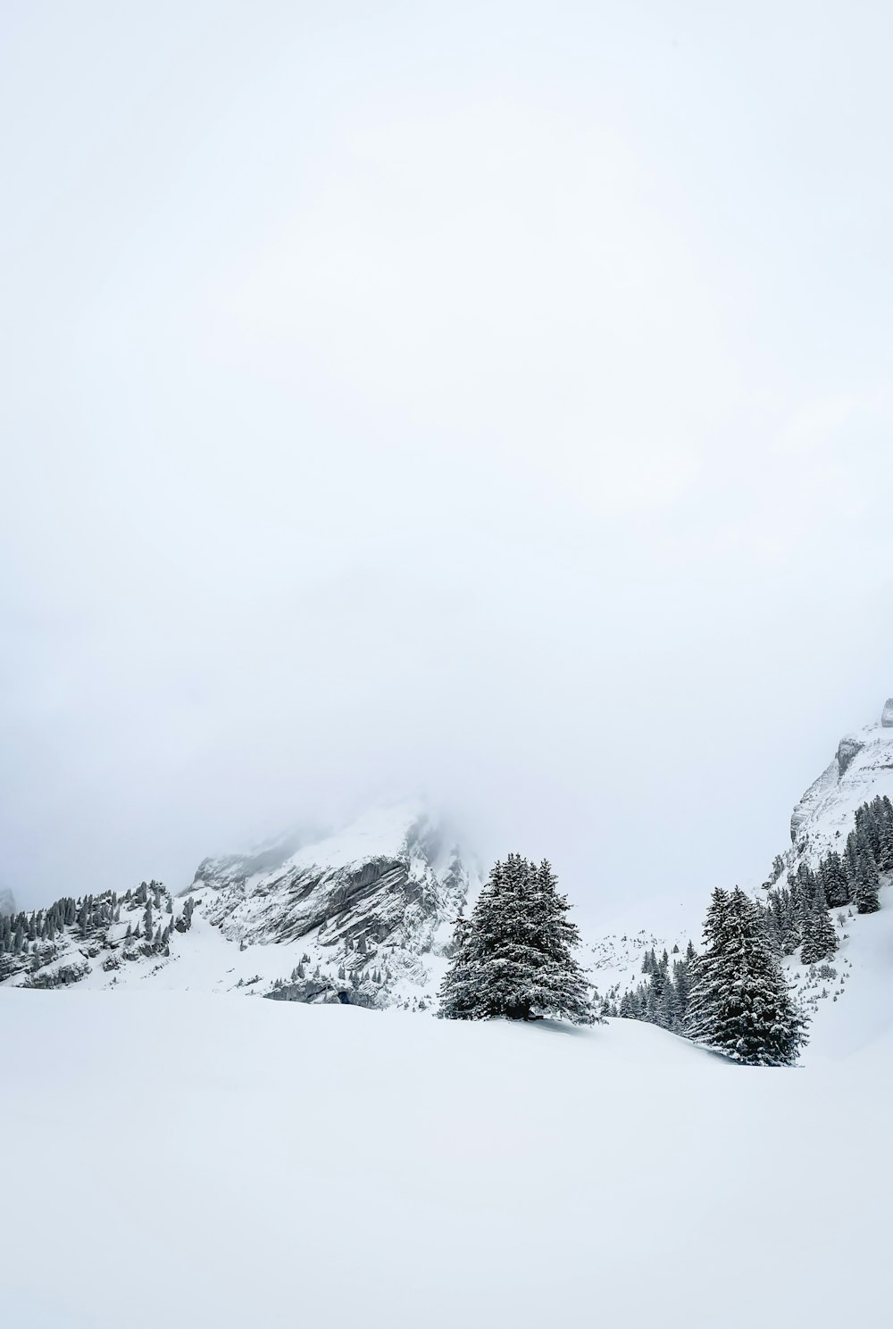 a snow covered mountain with trees in the foreground