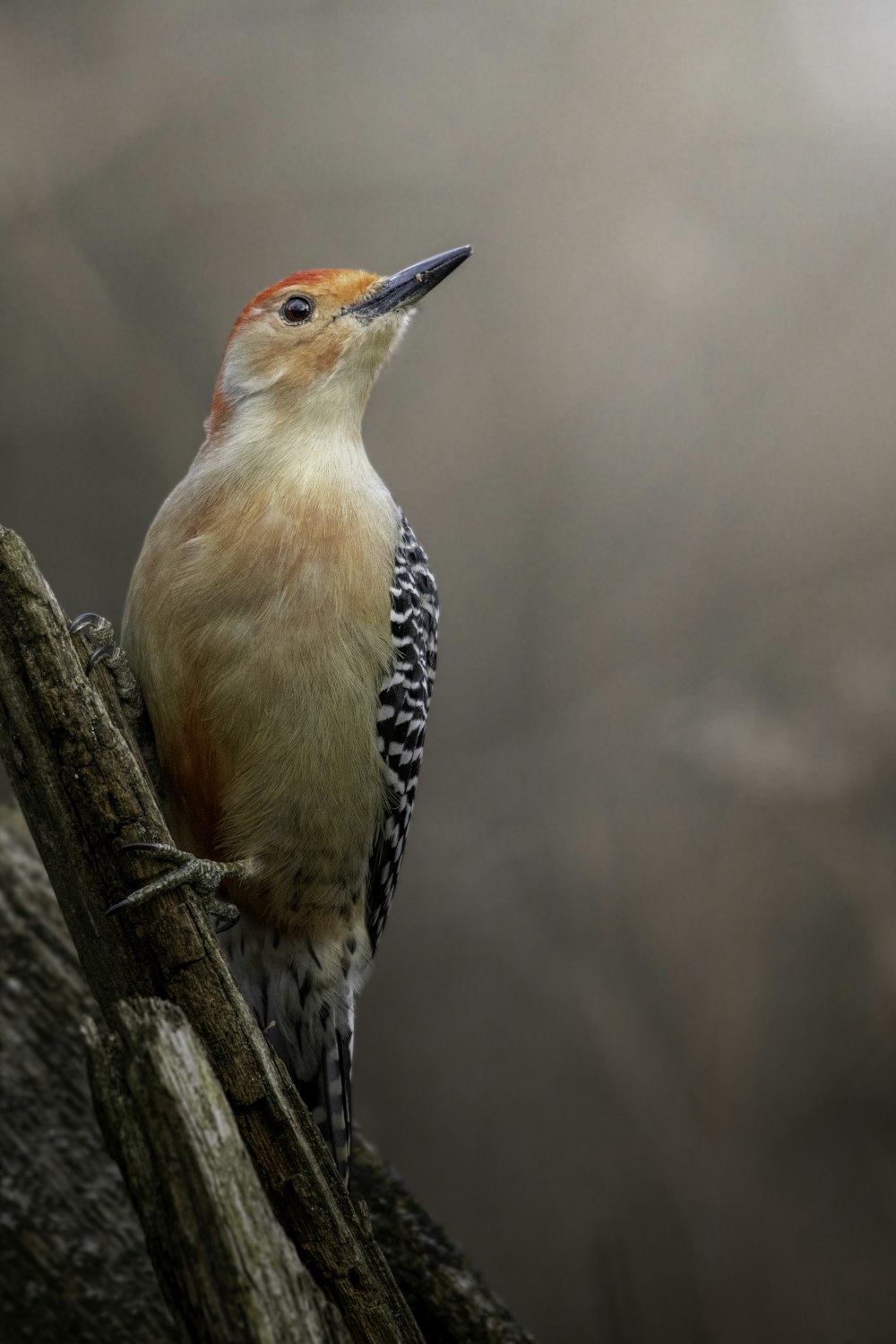 a bird perched on a branch in a tree