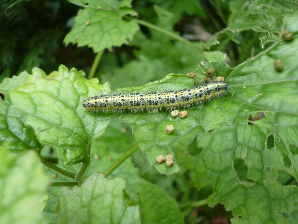 a caterpillar crawling on a green leaf