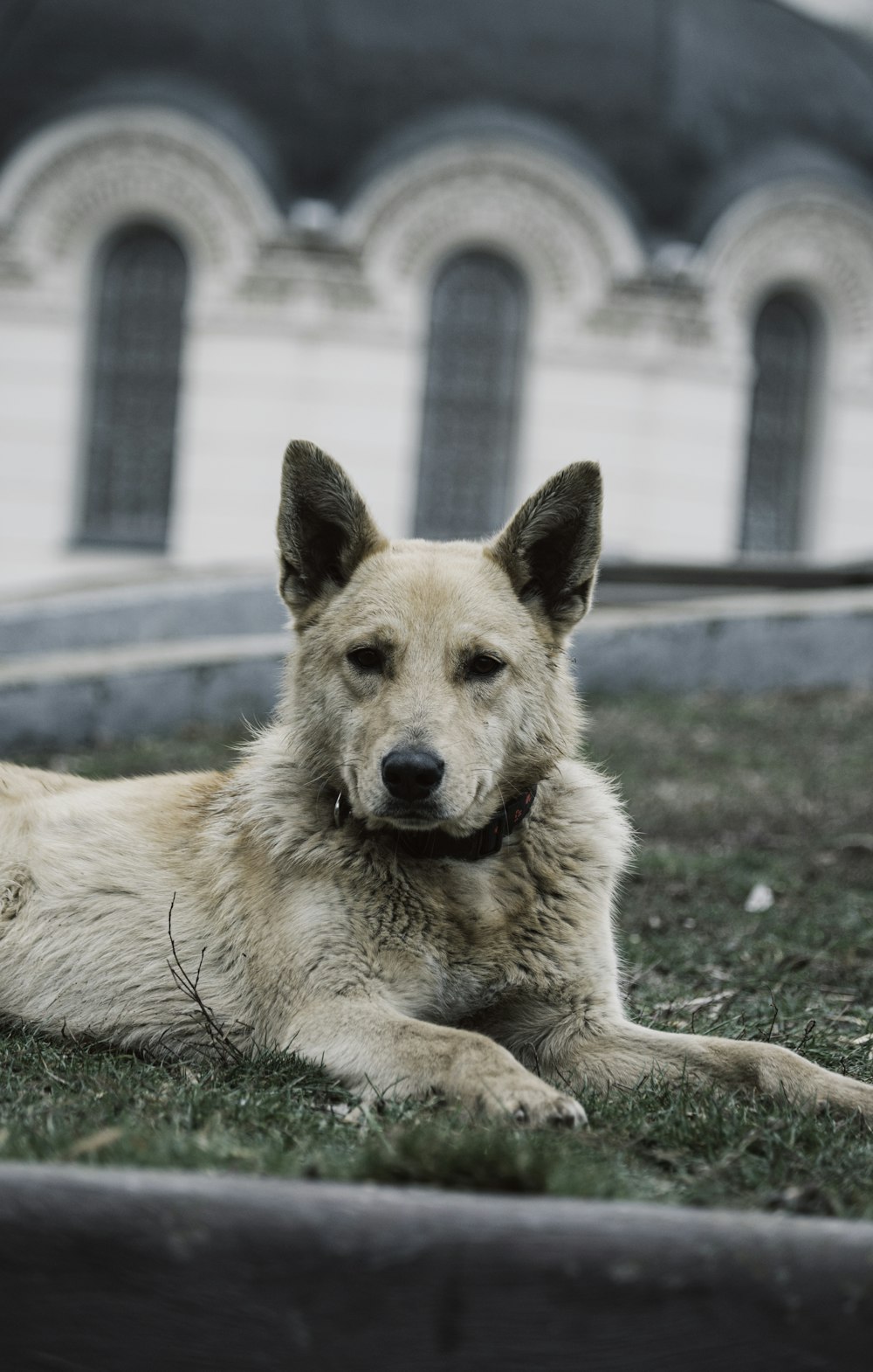 a dog laying in the grass in front of a building