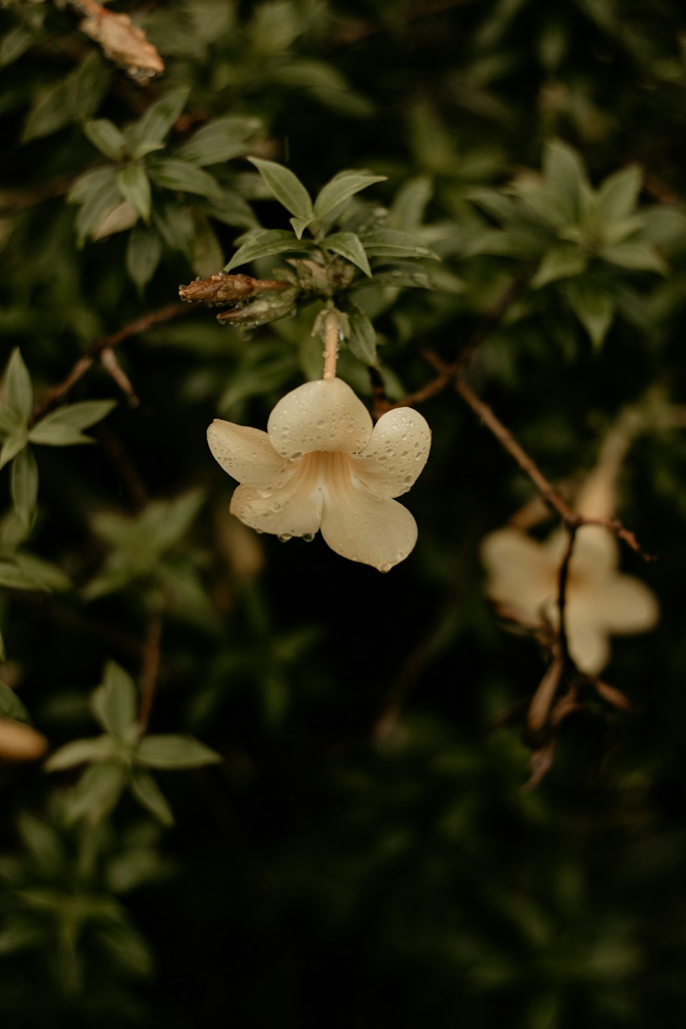 a close up of a flower on a tree