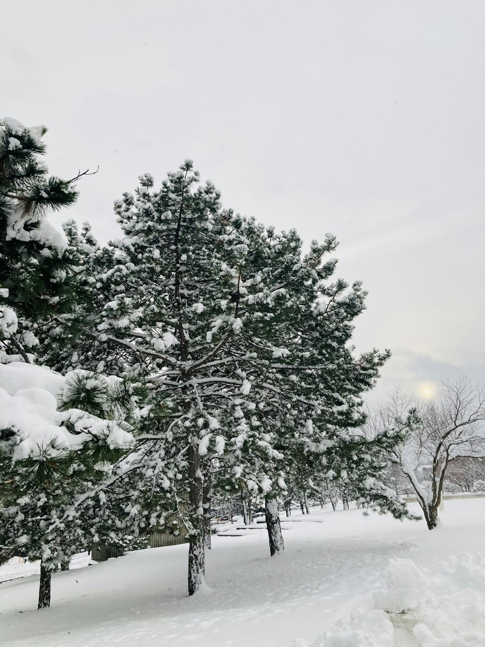 a couple of trees that are in the snow