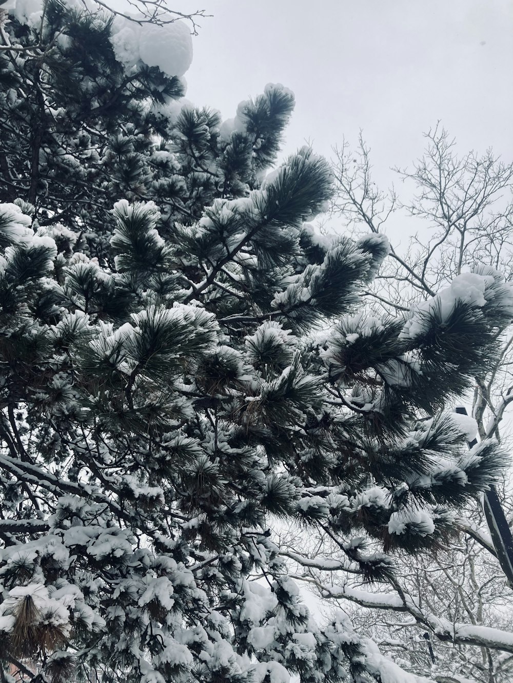 a large pine tree covered in snow