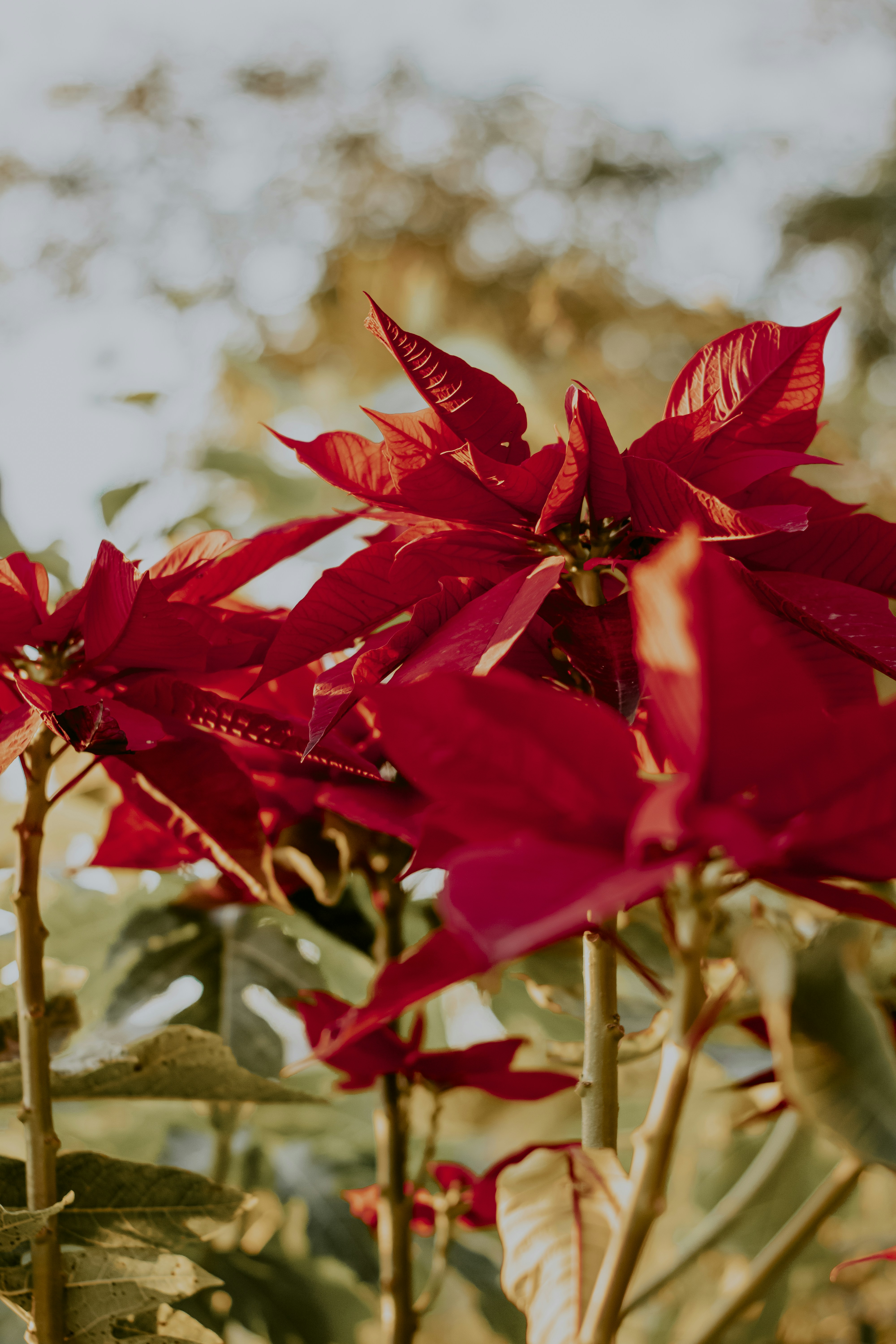 Photo by paolanunesfoto