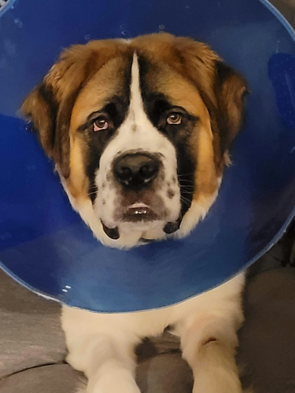 a dog with a blue cone around its neck