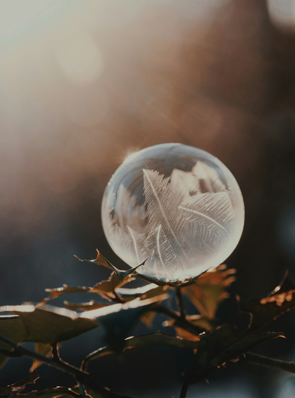 a glass ball sitting on top of a tree branch