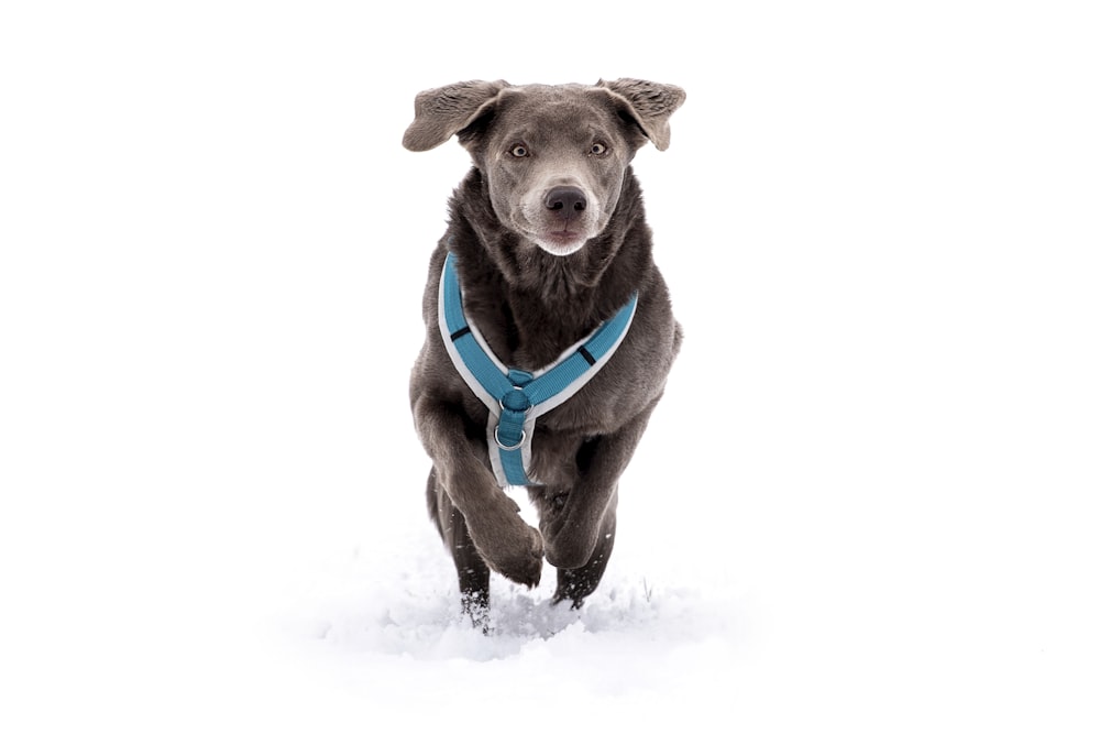 un chien courant dans la neige portant un harnais