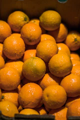Close-up of dew-covered oranges ready for packaging.