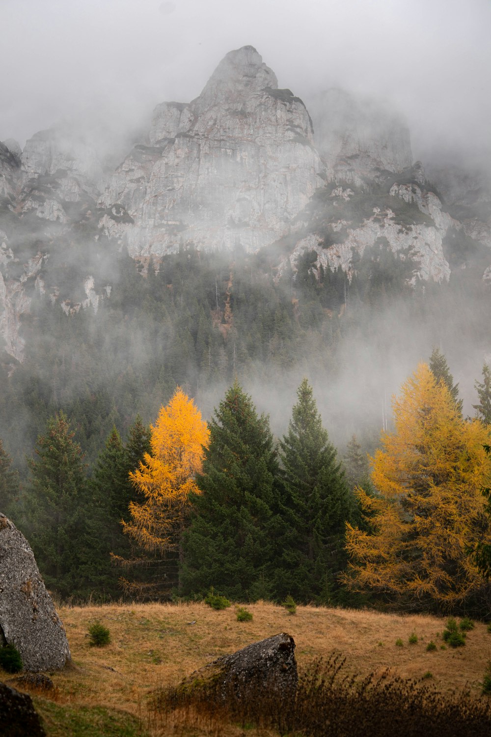 a foggy mountain with trees and rocks in the foreground