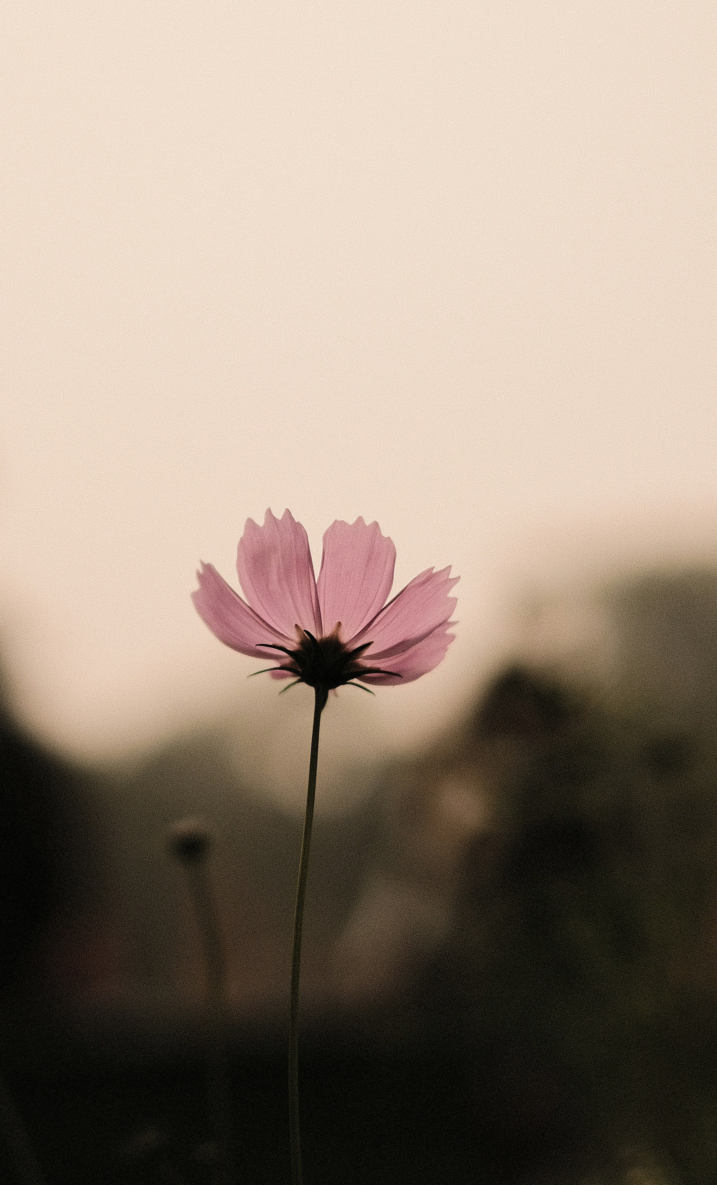 A single pink flower with a blurry background photo – Free New ...