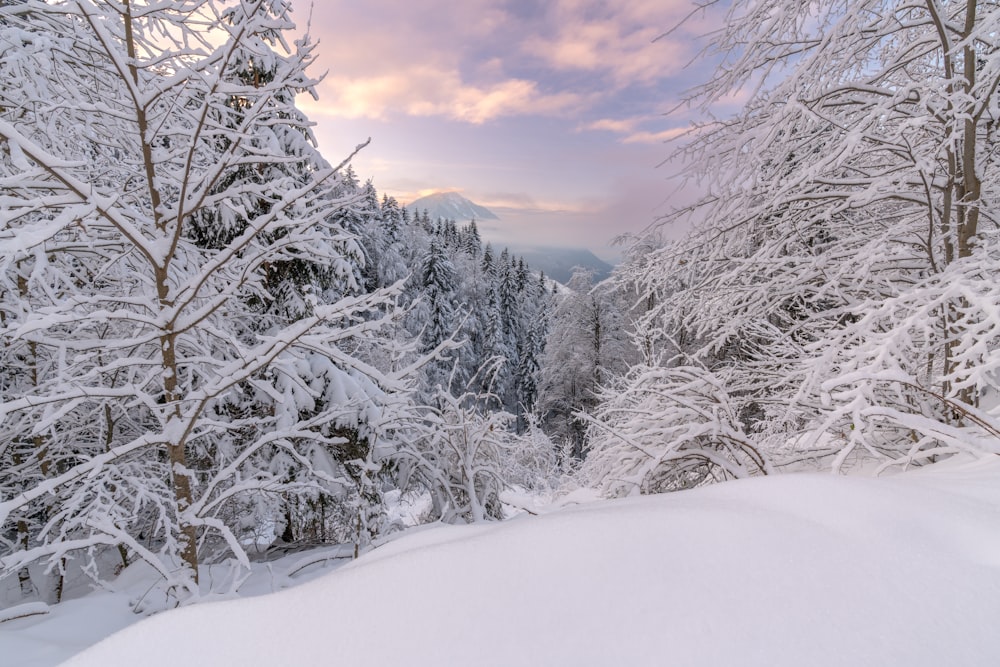 a snowy landscape with trees and mountains in the background