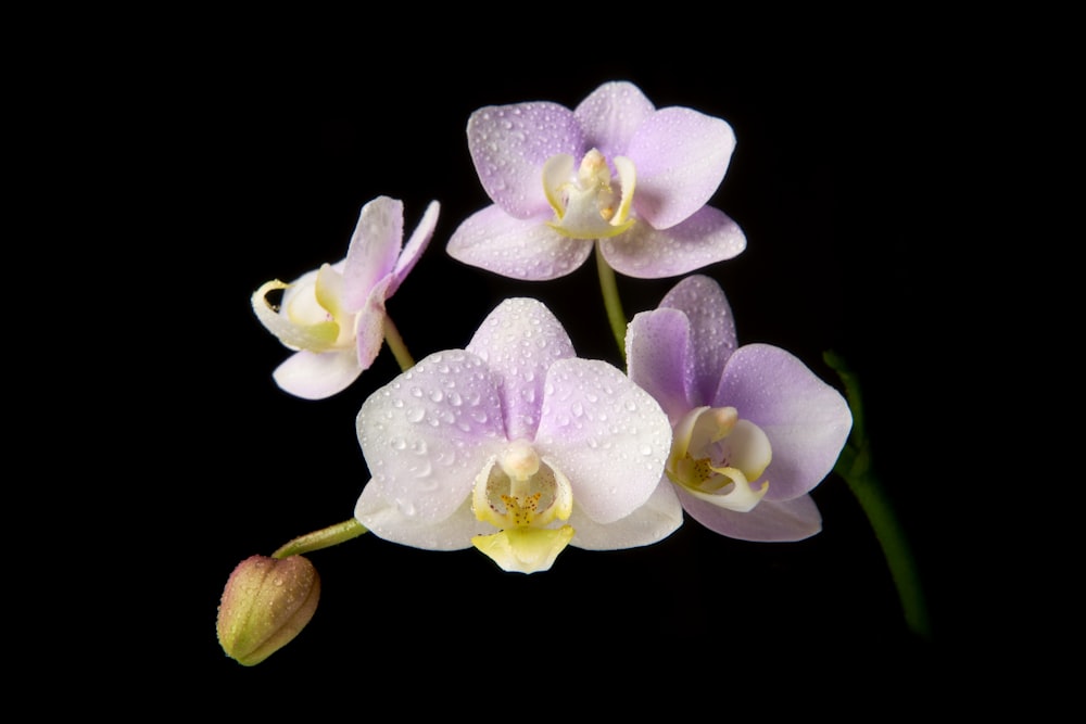 three white and purple orchids with water droplets on them