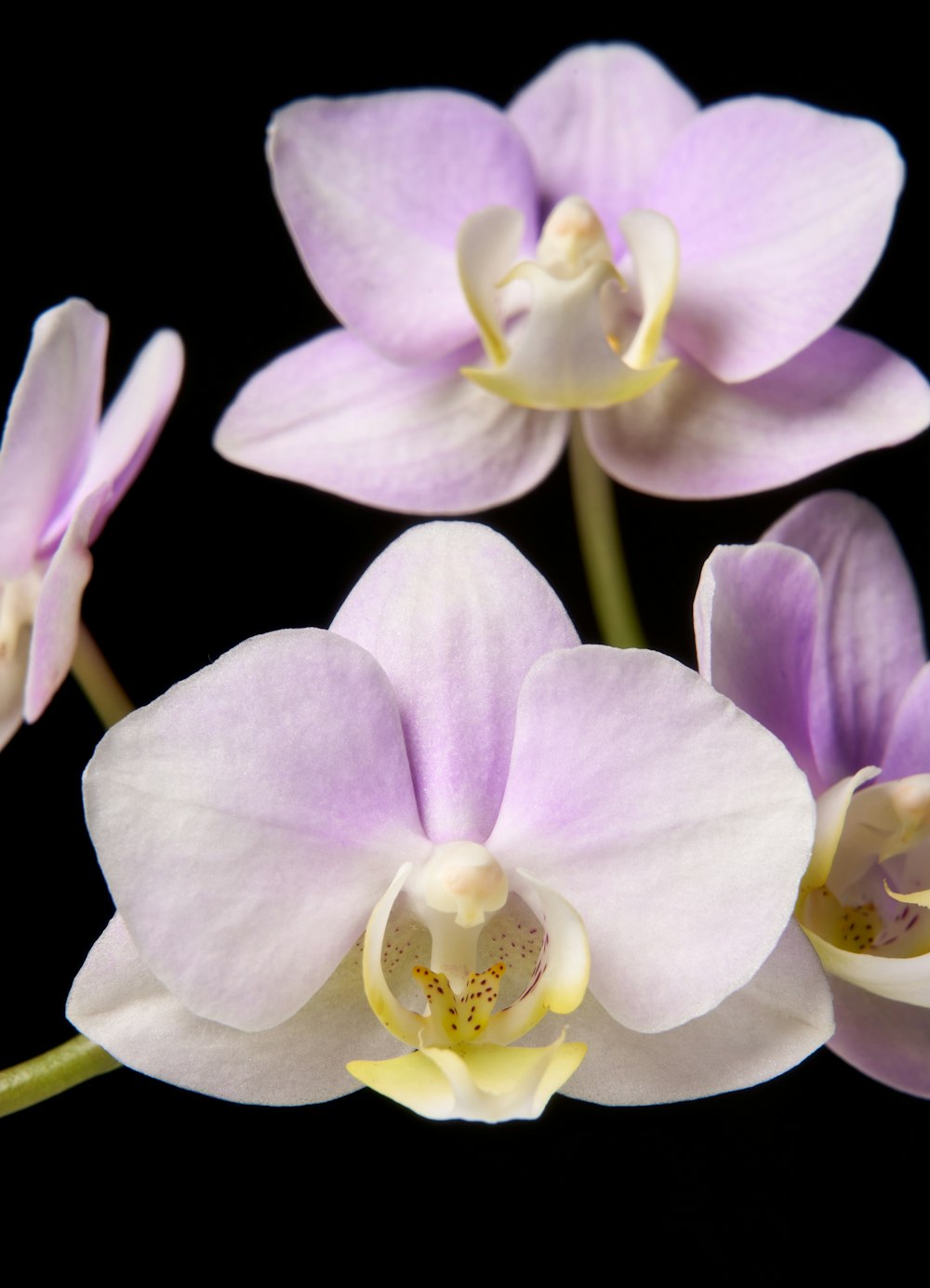 a group of purple flowers on a black background