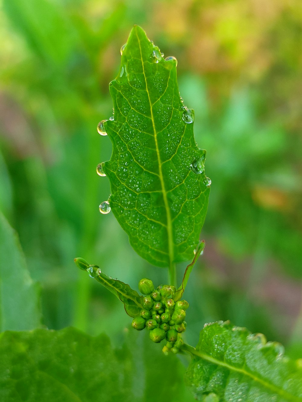 a green leaf with drops of water on it