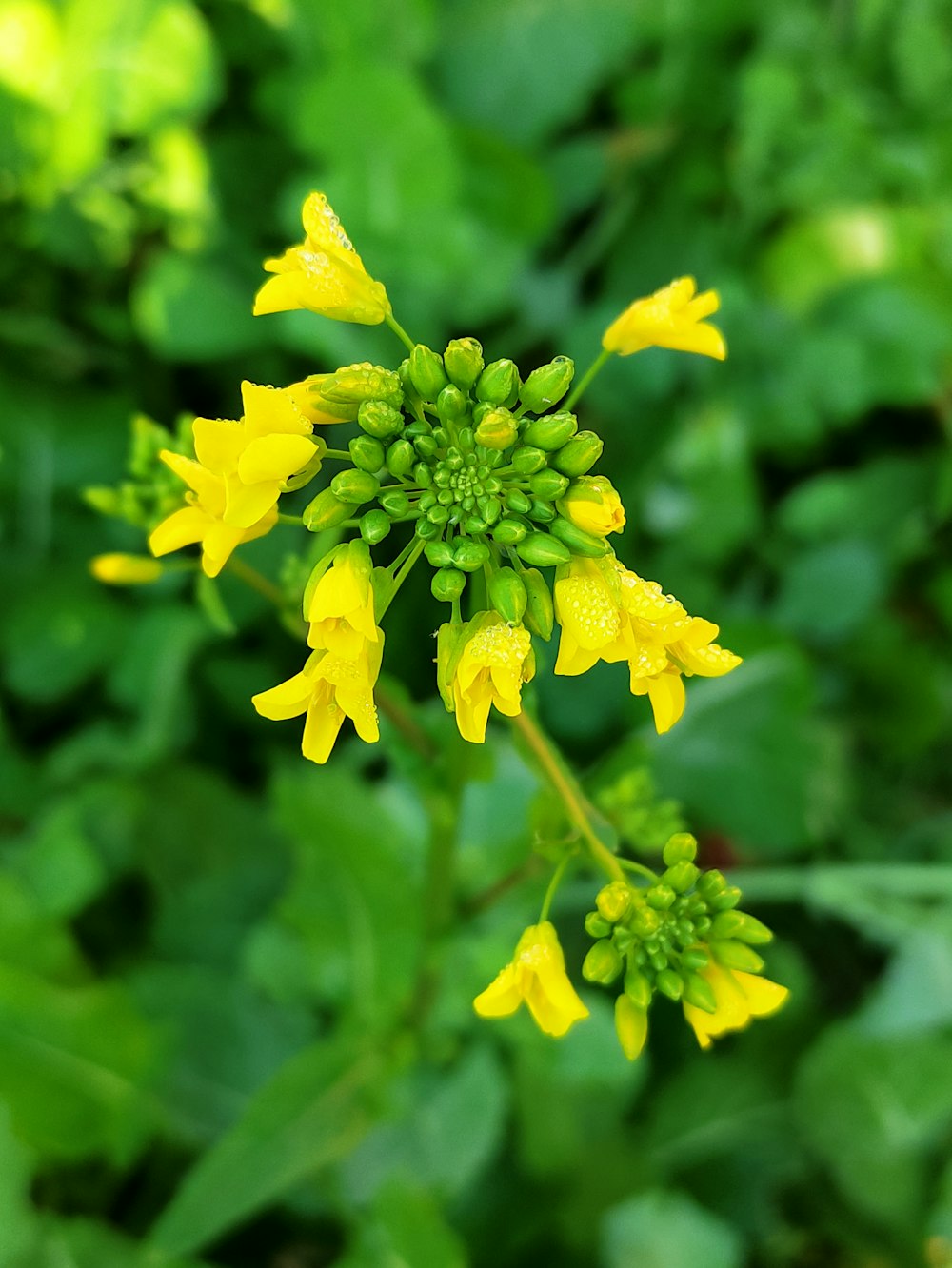 a yellow flower with green leaves in the background