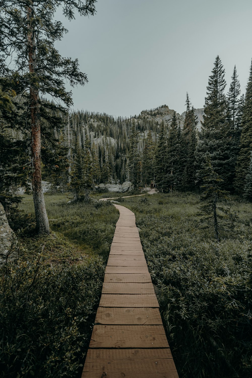 a wooden path in the middle of a forest