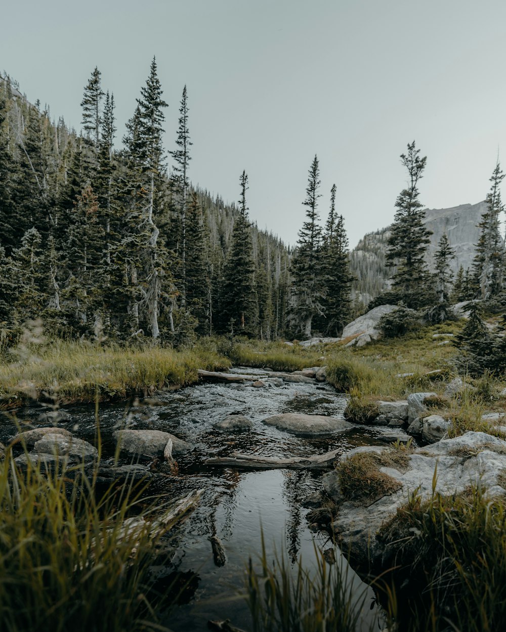 a stream running through a lush green forest