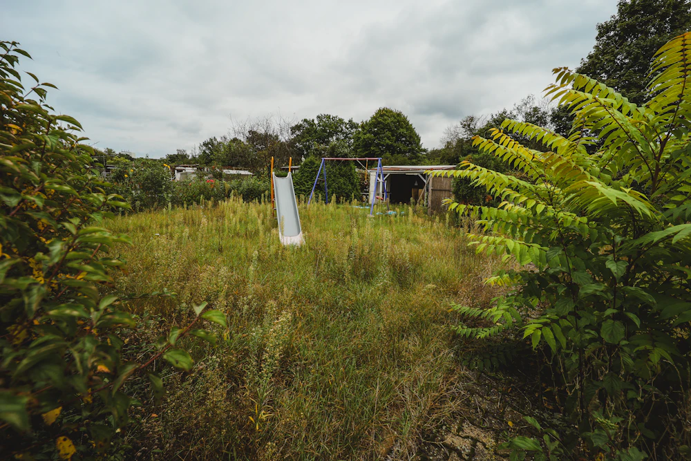 Before: an overgrown, neglected back garden