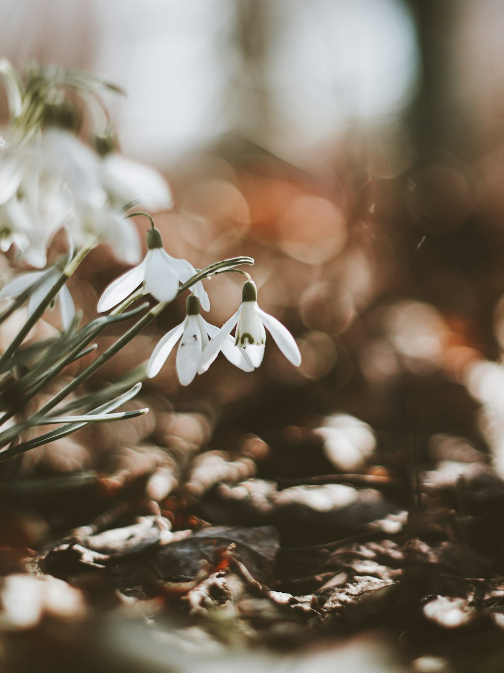 a close up of some white flowers on a rock