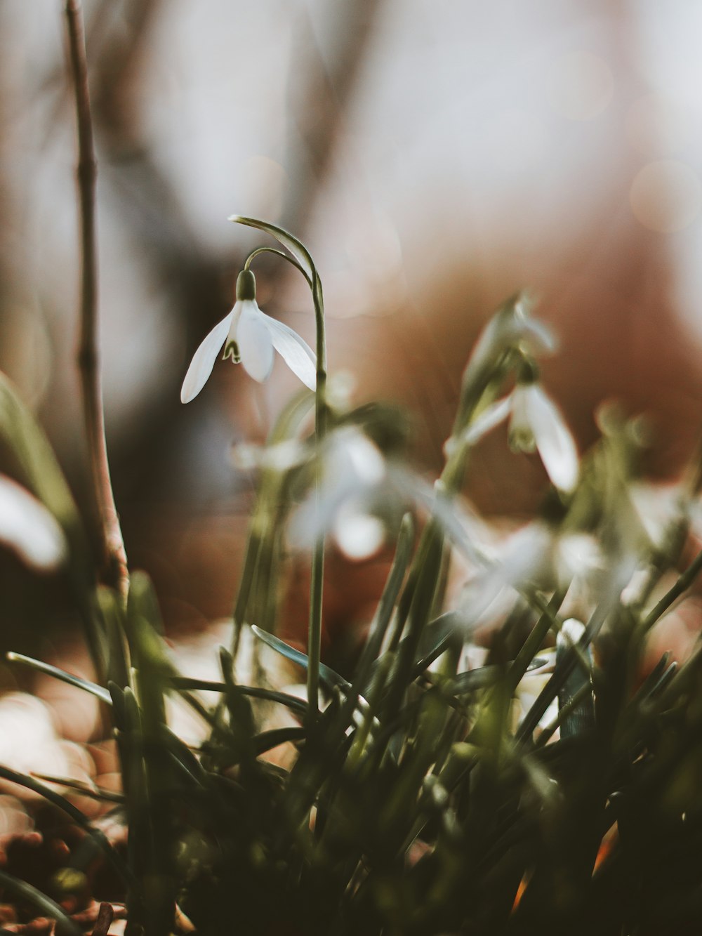 a close up of a small white flower