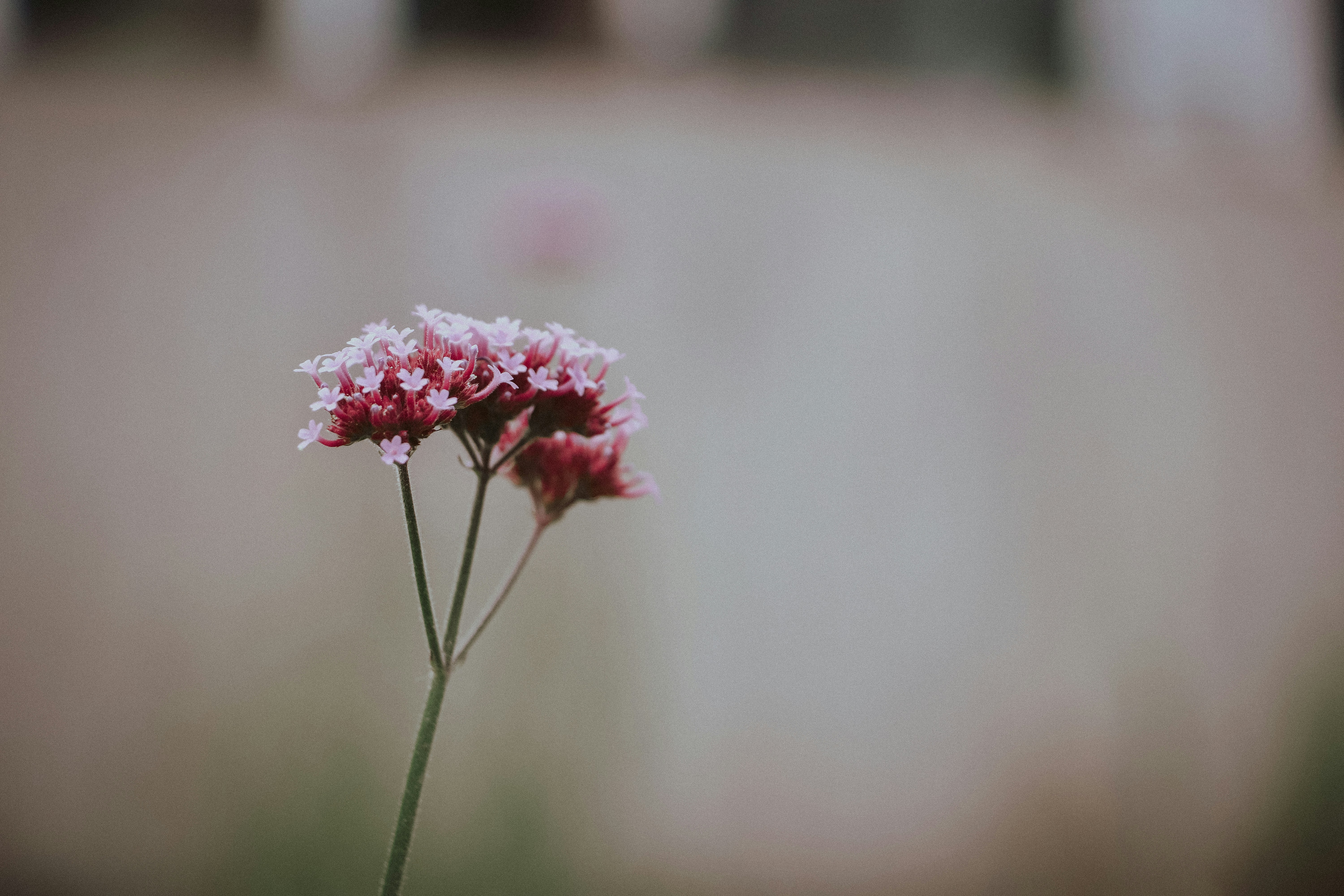 Photo by ashk_mm