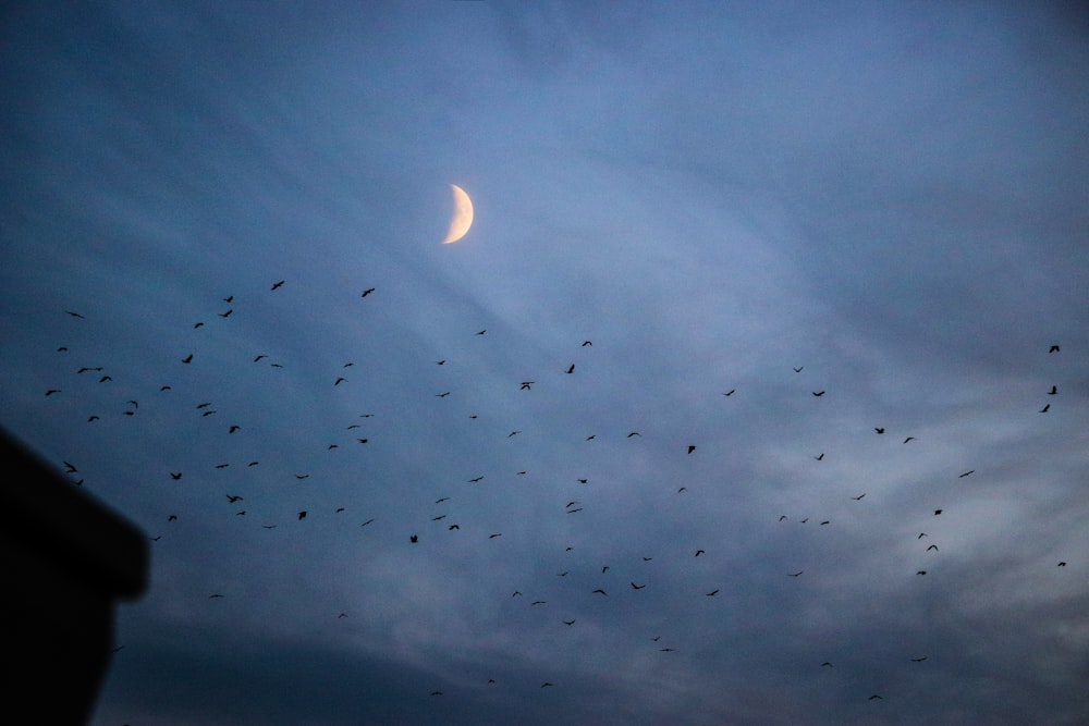 a flock of birds flying across a cloudy sky