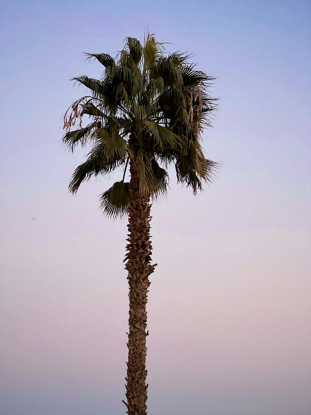 a tall palm tree sitting on top of a sandy beach