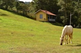 A veterinarian examining a horse in a peaceful rural setting