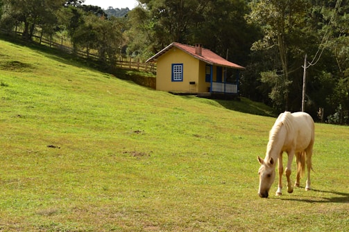 A veterinarian examining a horse in a peaceful rural setting