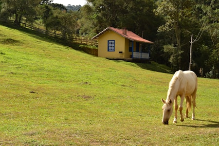 A peaceful rural scene with a light-colored horse grazing on green grass near a small, charming yellow house with blue trim and a red roof. The house sits on a gentle hillside surrounded by trees.