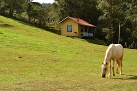 A peaceful rural scene with a light-colored horse grazing on green grass near a small, charming yellow house with blue trim and a red roof. The house sits on a gentle hillside surrounded by trees.