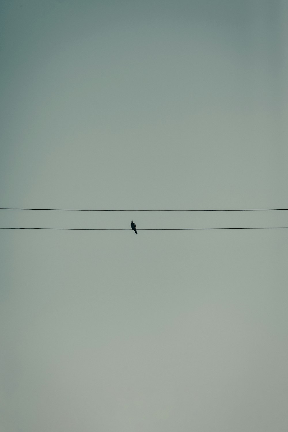 a bird sitting on a wire with a sky background