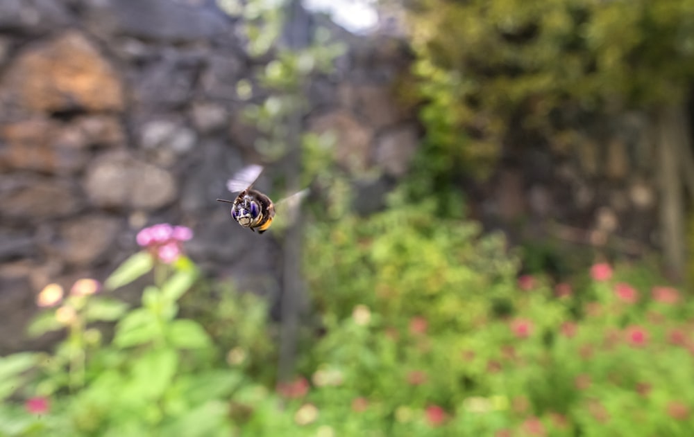 a bee flying in front of a stone wall