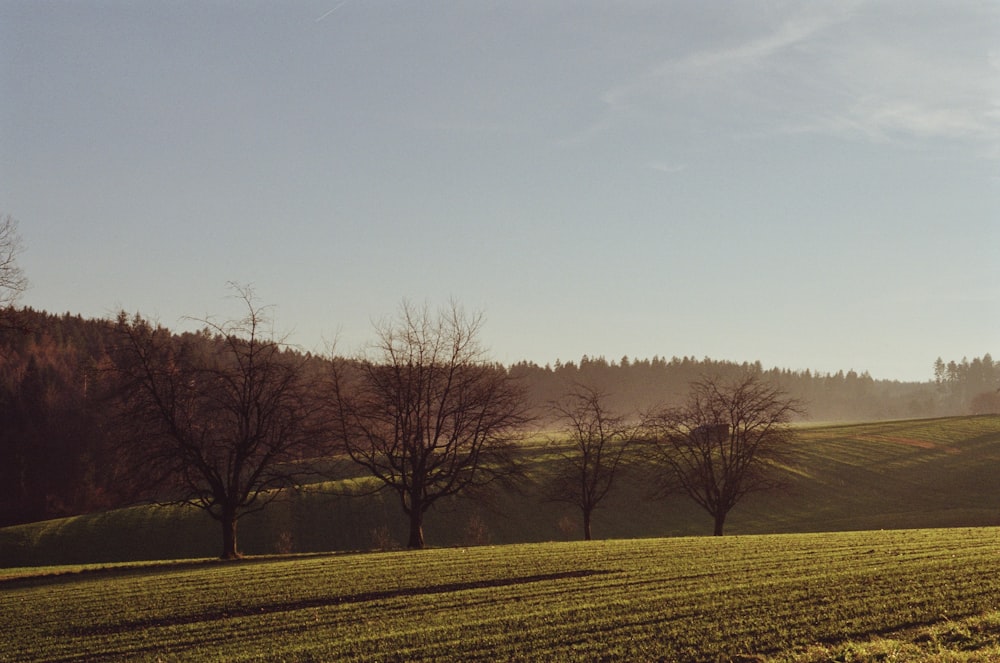 un champ avec des arbres et une colline en arrière-plan