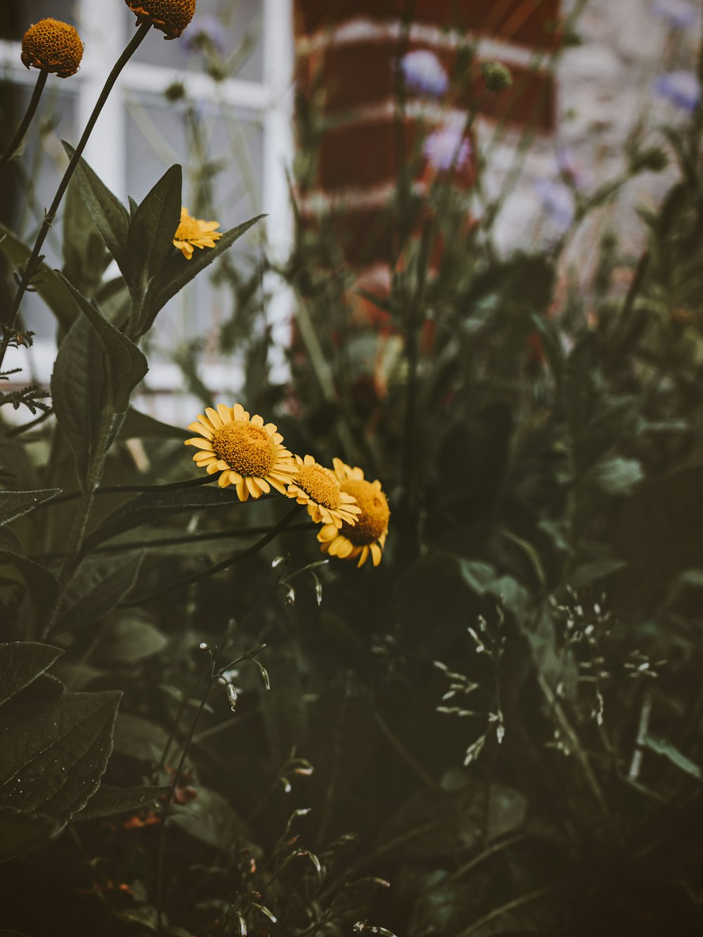 a bunch of yellow flowers in a garden