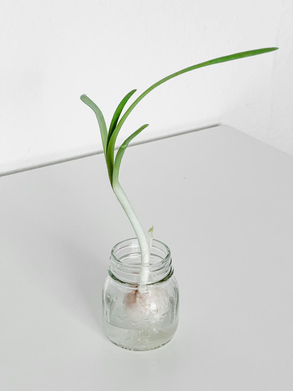 uma planta está crescendo a partir de um frasco de vidro