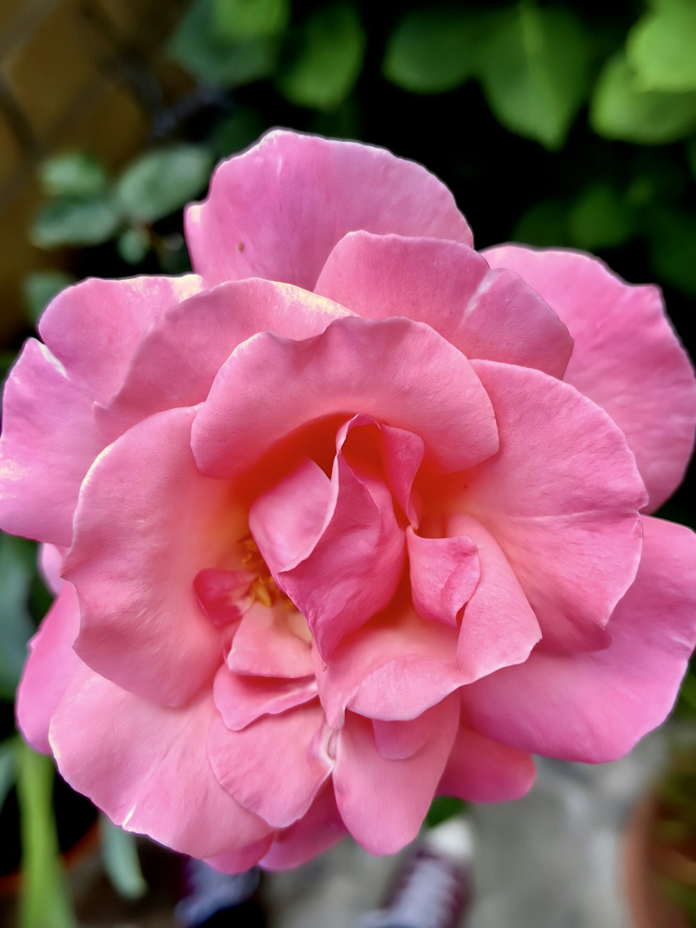 a pink flower is blooming in a pot