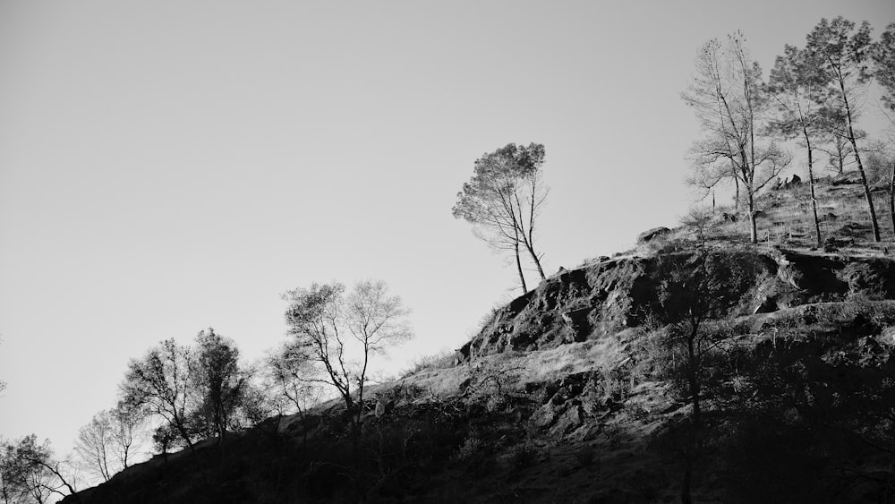 언덕에 나무의 흑백 사진