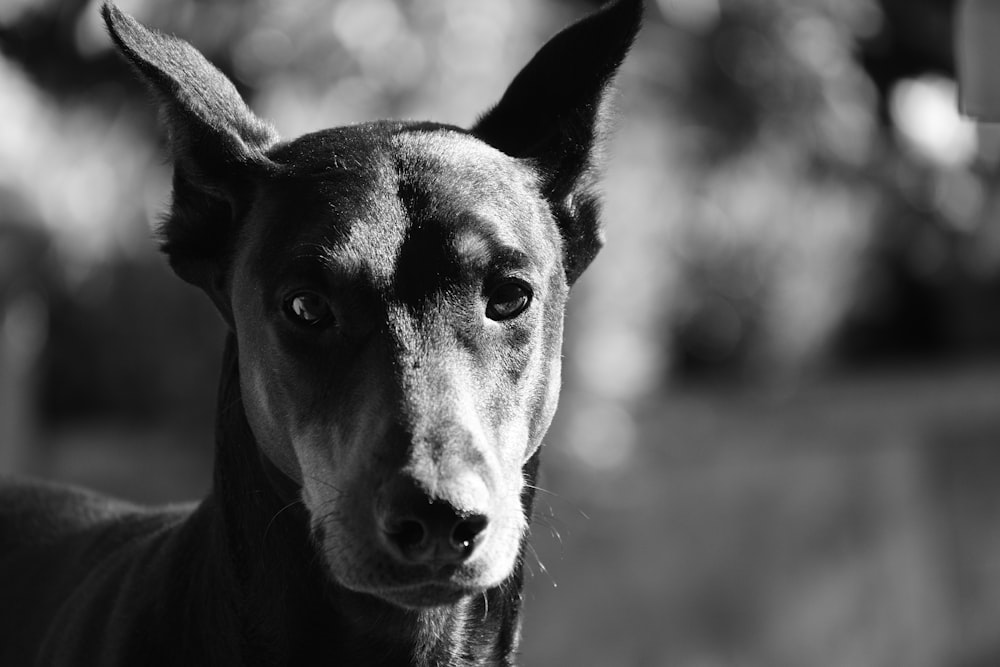 uma foto em preto e branco de um cão