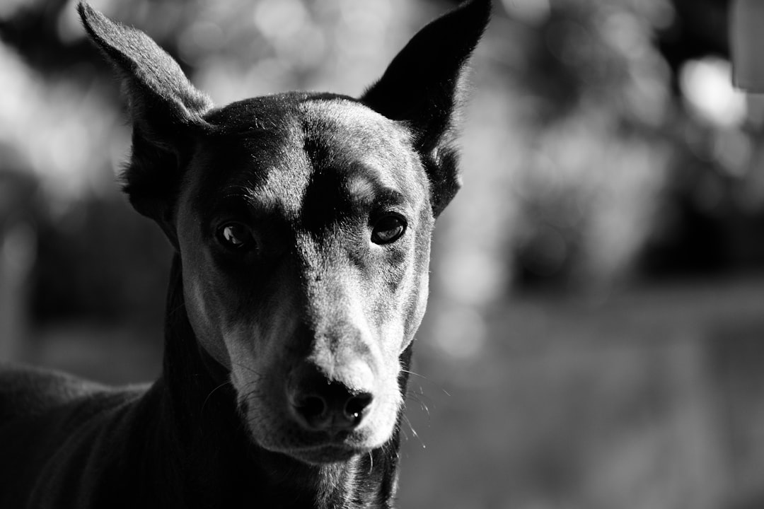 Unleashing the Power and Loyalty of Doberman Pinschers